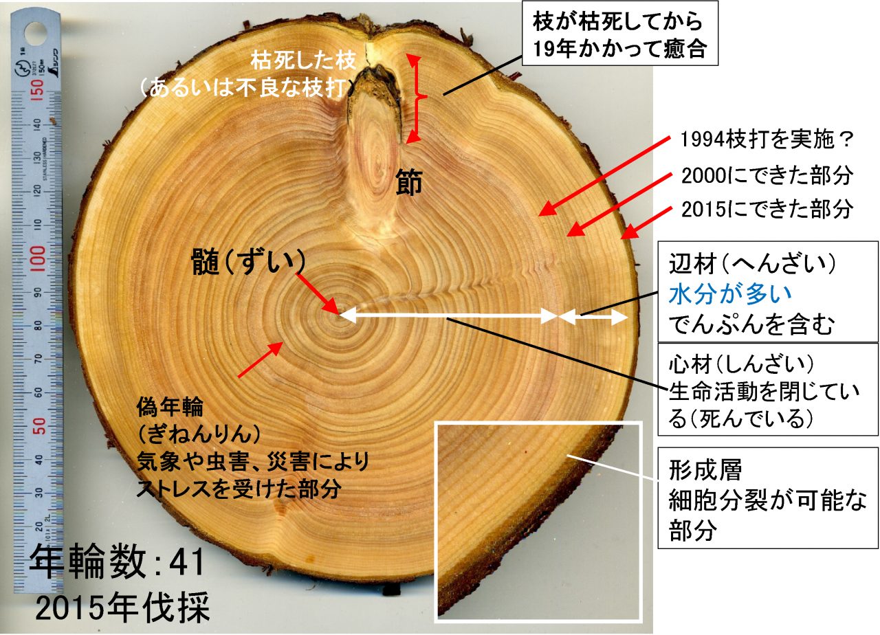 教員リレーエッセイ13木材を使うことが温暖化対策になる 岐阜県立森林文化アカデミー