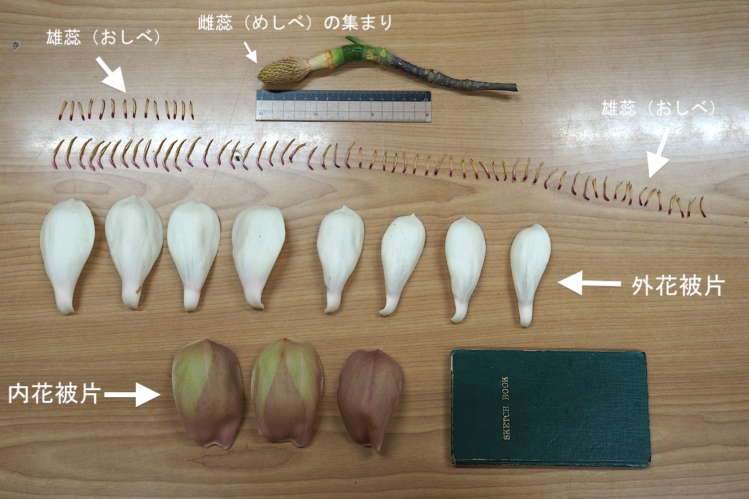 授業紹介 植物観察の基礎 岐阜県立森林文化アカデミー