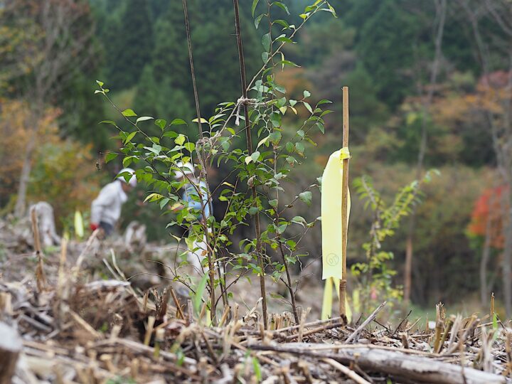 植樹された苗